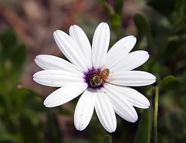 Photo by: menachem  lazar