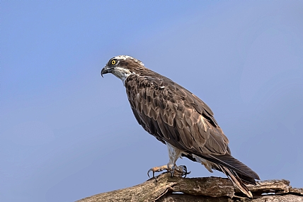 Photo by: Arie Tennbaum