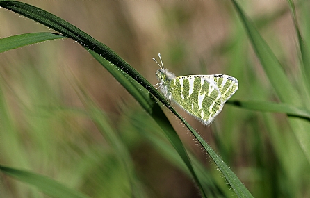 Photo by: Israel Sade