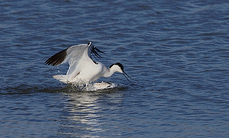 Photo by: Israel Sade