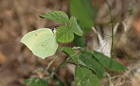 Photo by: Israel Sade