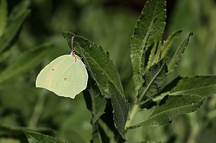 Photo by: Israel Sade