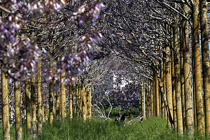 Photo by: DAVID IDAN