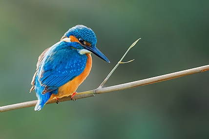 Photo by: yariv alaluf