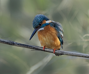 Photo by: Arie Tennbaum