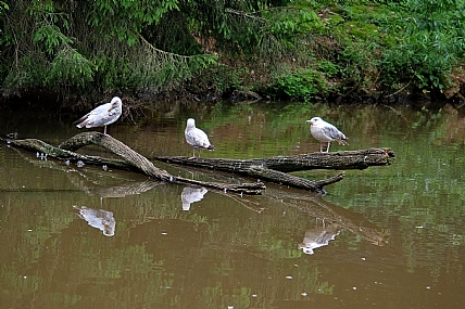 Photo by: menachem  lazar