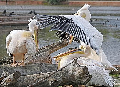 Photo by: Yoram Segol