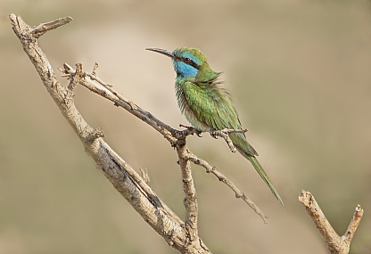 Photo by: Arie Tennbaum