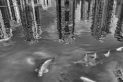 Photo by: Joshua  Raif