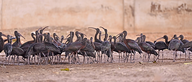 Photo by: Yoram Segol