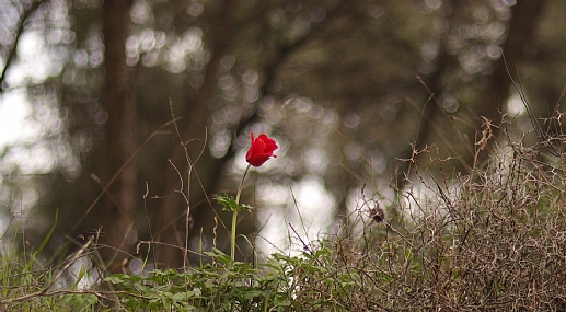 Photo by: BRACHI Kitzis