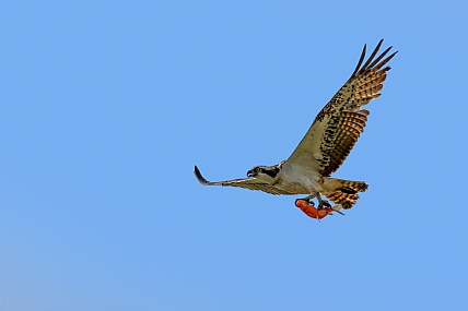 Photo by: yariv alaluf