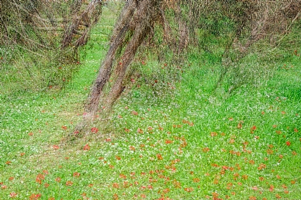 Photo by: Joshua  Raif