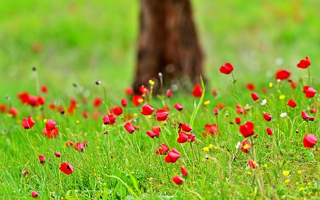 Photo by: Yoram Segol