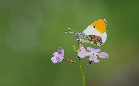 Photo by: Israel Sade