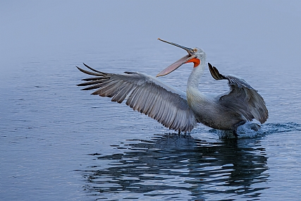 Photo by: yariv alaluf