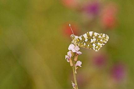 Photo by: Israel Sade