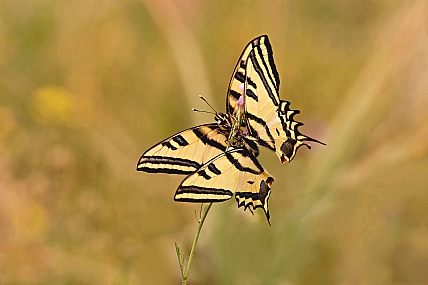 Photo by: Israel Sade