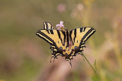 Photo by: Israel Sade