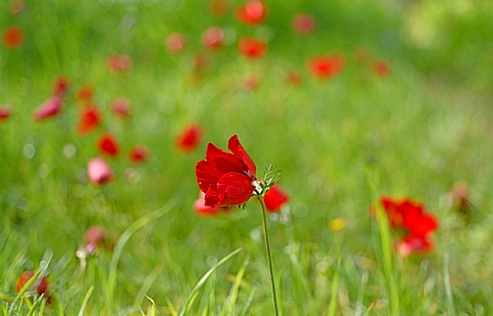 Photo by: Yoram Segol