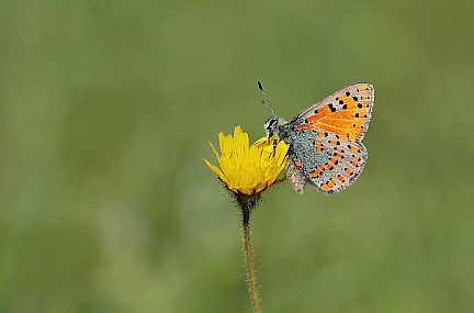 Photo by: Israel Sade