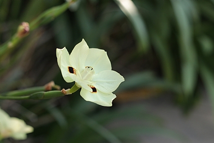 Photo by: Fkad  Belete