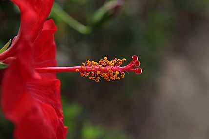 Photo by: Fkad  Belete