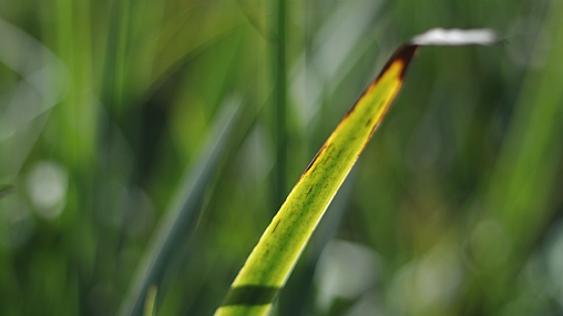 Photo by: Fkad  Belete