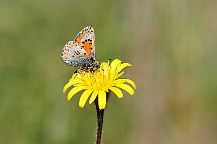 Photo by: Israel Sade