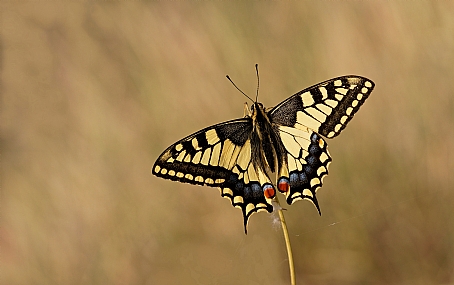 Photo by: Israel Sade