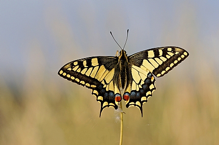 Photo by: Israel Sade