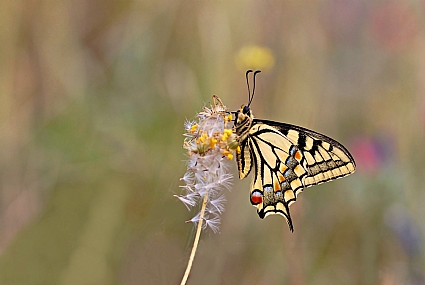 Photo by: Israel Sade