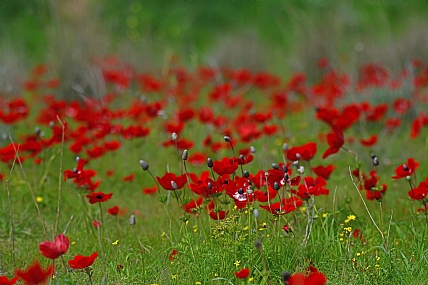 Photo by: Yoram Segol