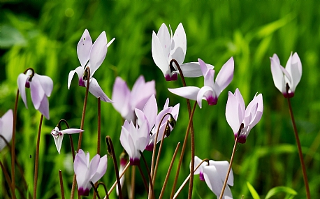 Photo by: Yoram Segol