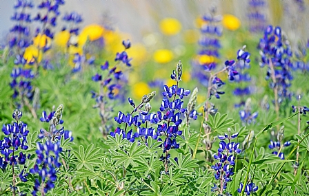 Photo by: Yoram Segol