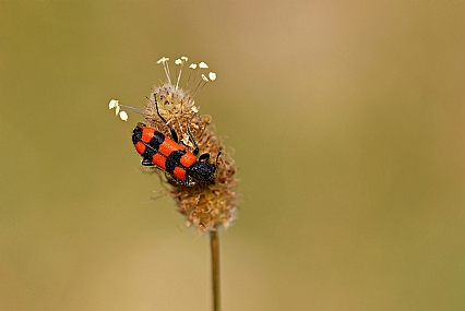 Photo by: Israel Sade