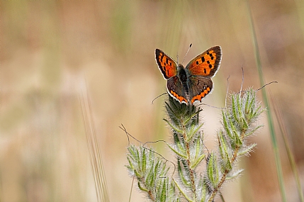 Photo by: Israel Sade