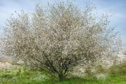 Photo by: Joshua  Raif