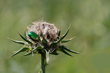 Photo by: Israel Sade