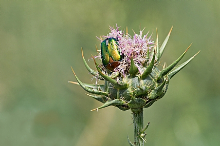 Photo by: Israel Sade