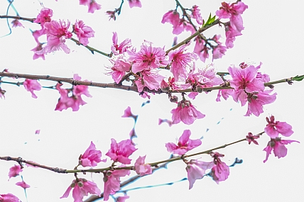 Photo by: Joshua  Raif