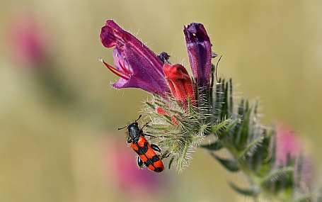 Photo by: Israel Sade