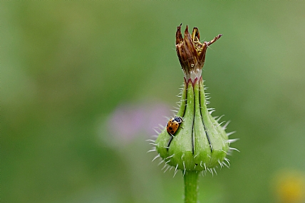 Photo by: Israel Sade