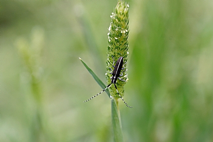 Photo by: Israel Sade