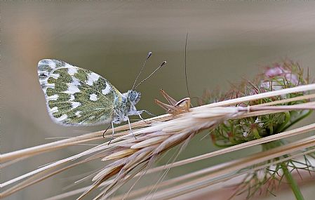 Photo by: Israel Sade