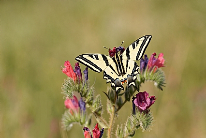 Photo by: Israel Sade