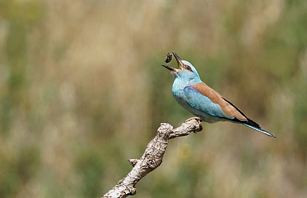 Photo by: Israel Sade