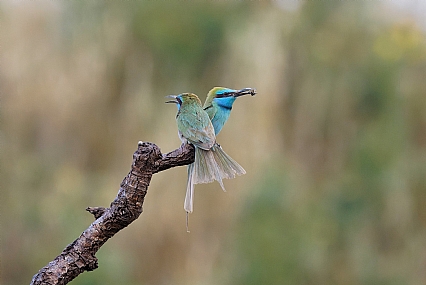 Photo by: Israel Sade