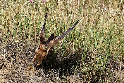 Photo by: Israel Sade