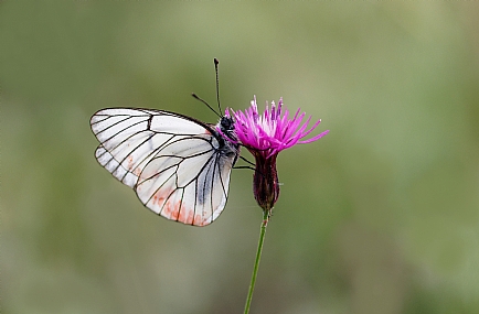 Photo by: Israel Sade